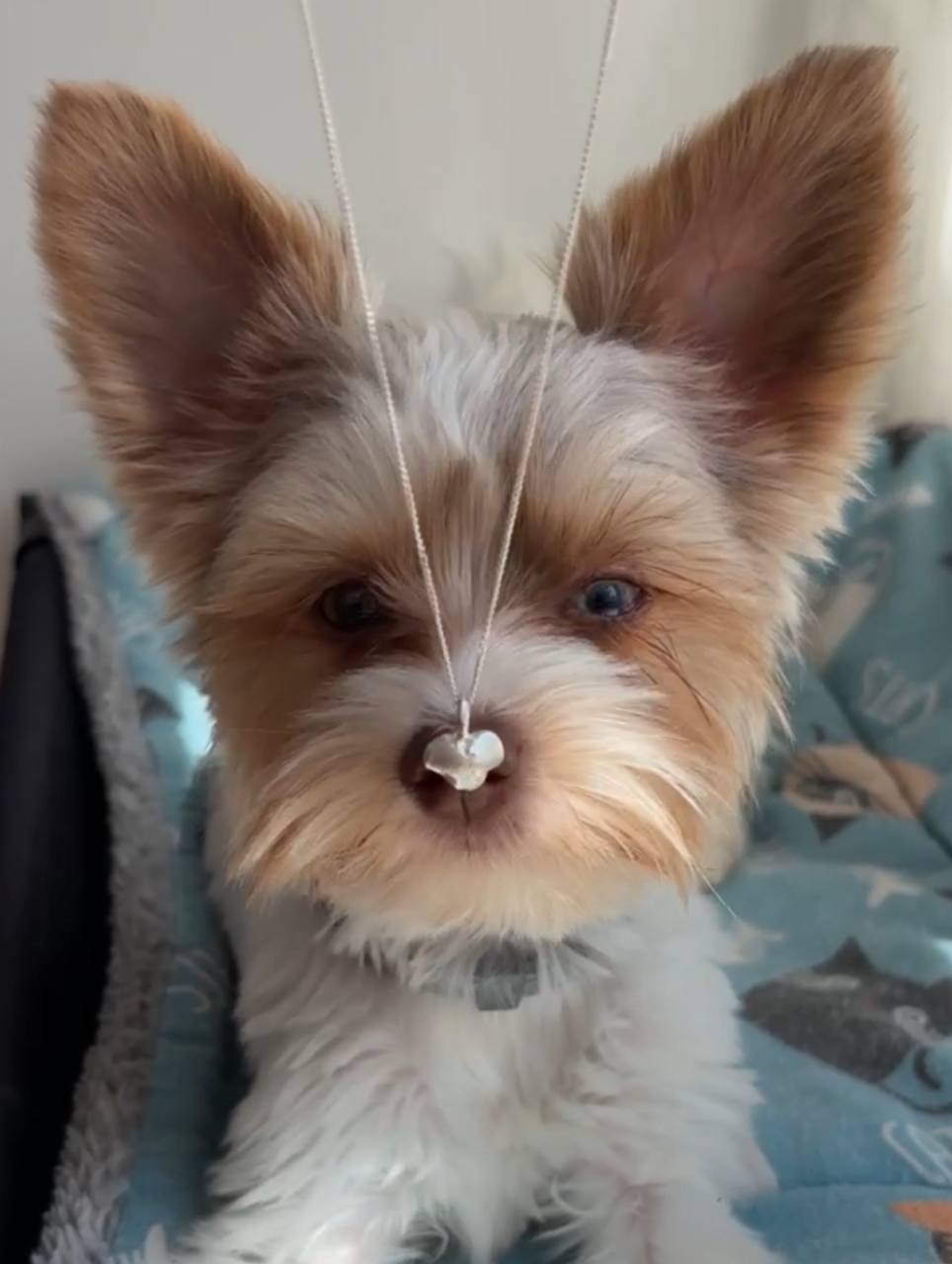 Pet Nose Pendant